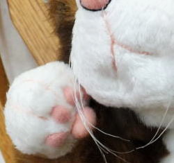 CuddlyfuLʂ u[XU 